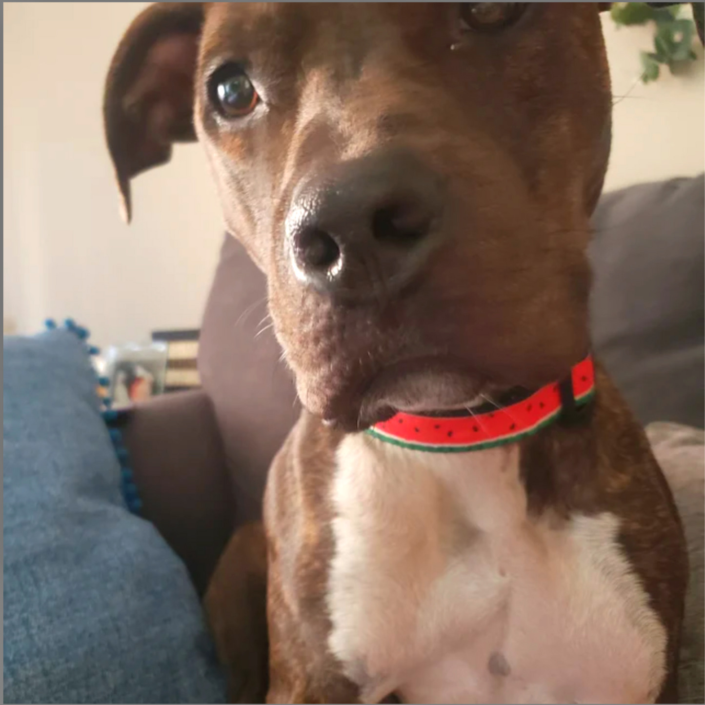 Summertime Watermelon Dog Collar