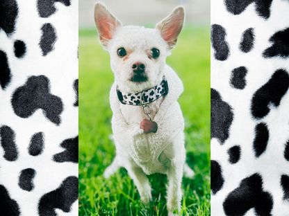 Cow Print Dog Collar