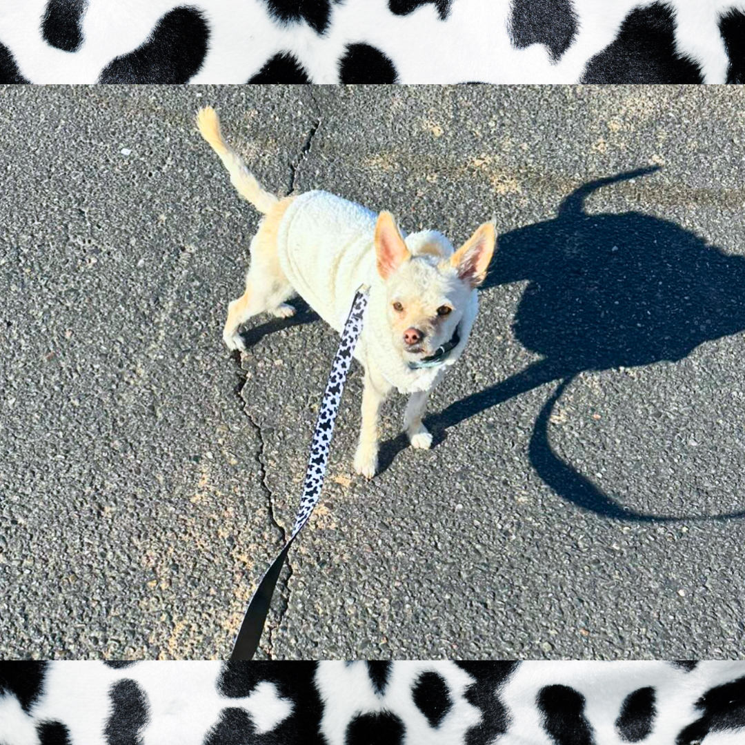 Cow Print Dog Collar