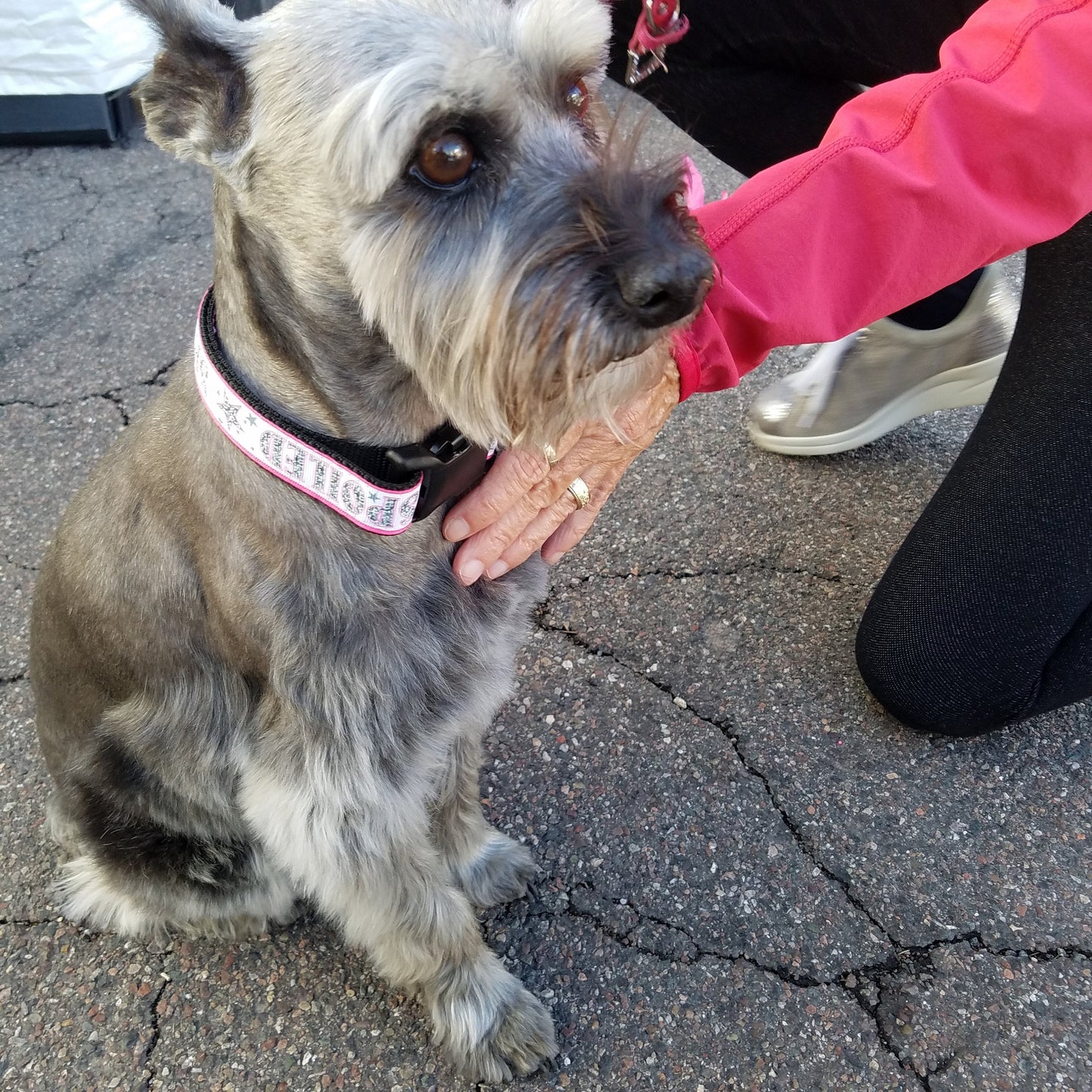 Pink Silver and White Spoiled Dog Collar