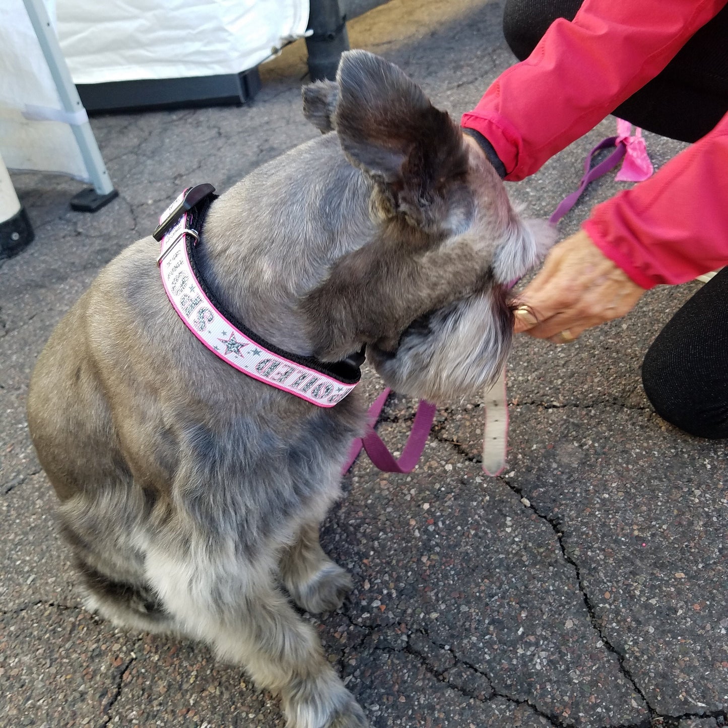 Pink Silver and White Spoiled Dog Collar