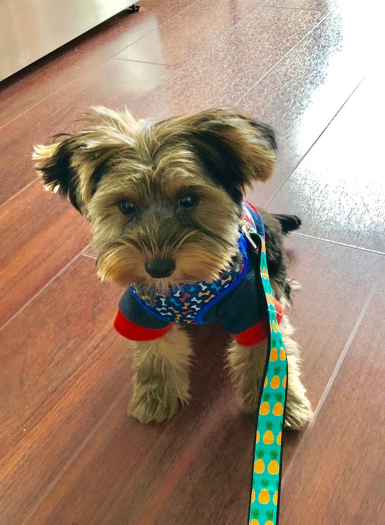 Teal Pineapple Dog Collar