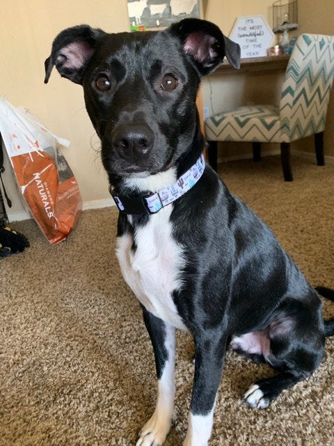 White Black Teal Cactus Saguaro Dog Collar