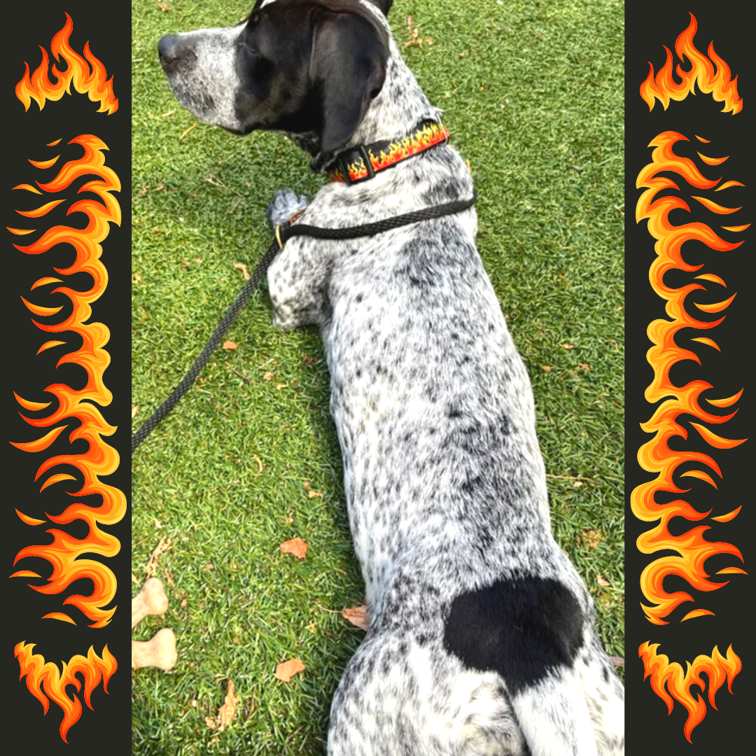 Fire Flame Dog Collar
