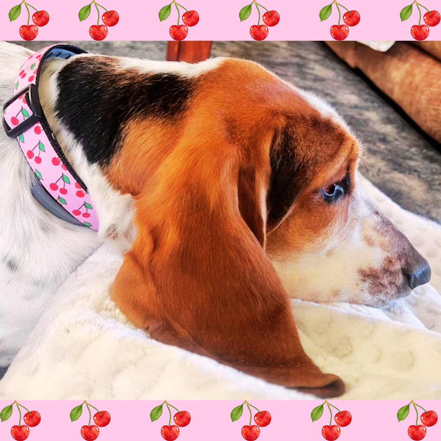 Cheerful Cherry Dog Collar