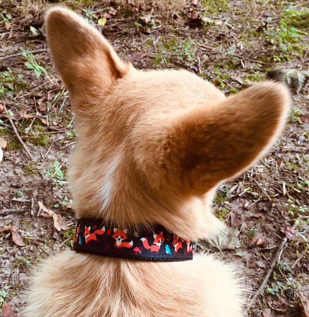 Fox Dog Collar